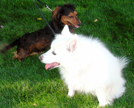 Our dogs Wubie and Snickers