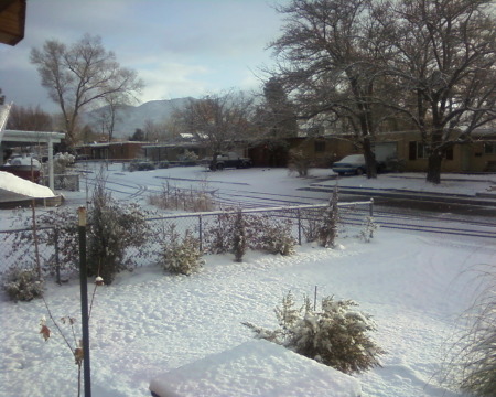 Front yard, 23 December 2009