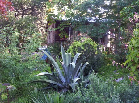 Giant Agave