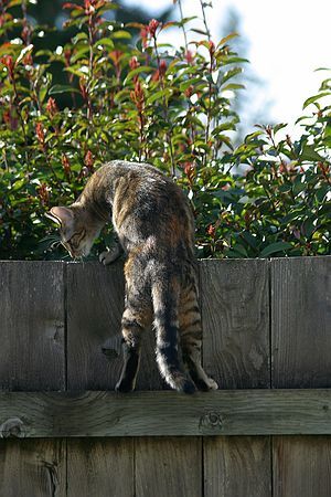 Megan checking out the neighbors yard.