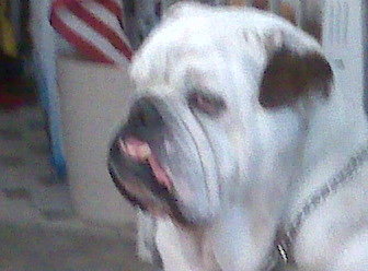 Patriotic Bulldog