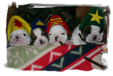 Bulldog puppies