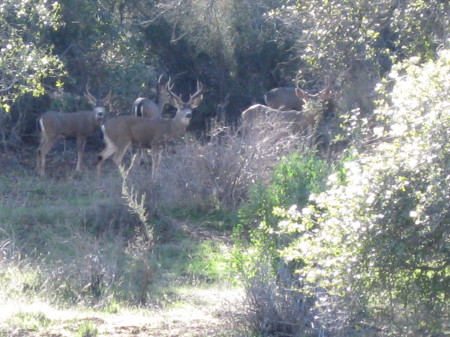 Pile of Bucks up in the Ranch