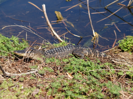 A young Gator