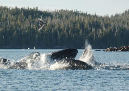 Whales feeding!