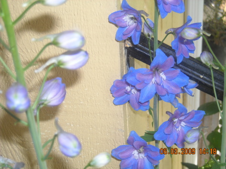 Delphiniums