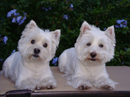 My Westies - Bayleigh & Molly
