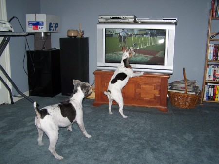 Walter & Elizabeth Watching Dog Agility Show