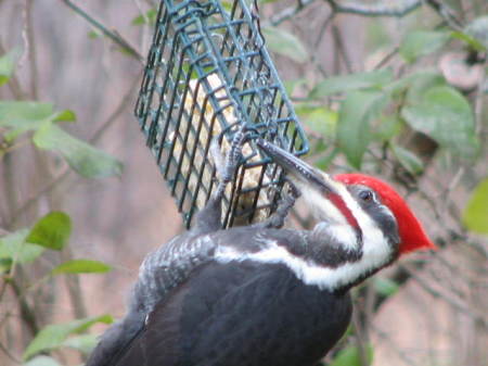 Another, better picture of our Pileated