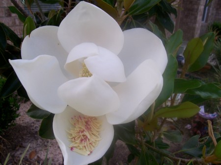 Heavenly Magnolia