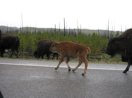 BUFFALO CALF