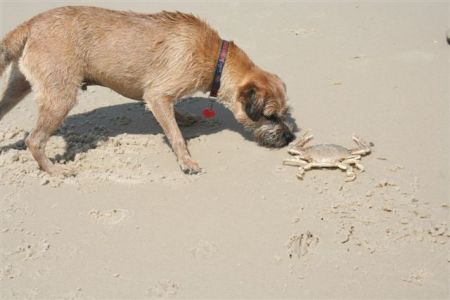 Bandit with crab