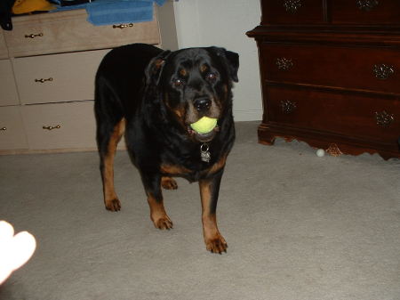 My Rottweiller Sammy