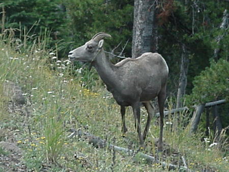 Bighorn sheep