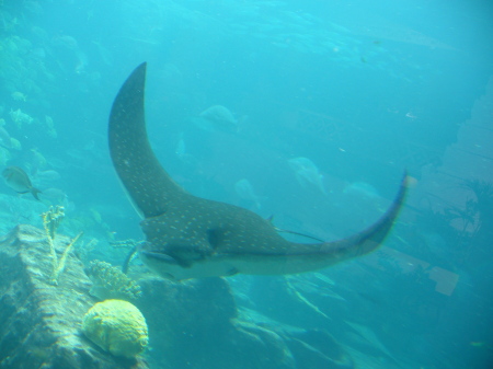 A ray at Atlantis