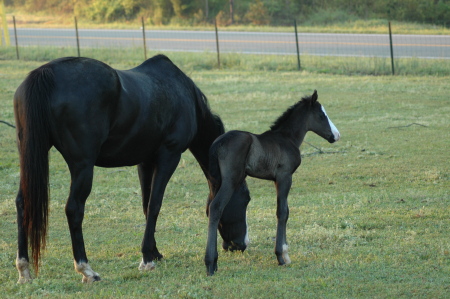 My mare and her new foal.