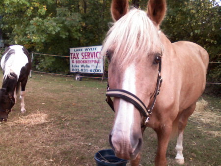 Horse ride to work Oct 2008