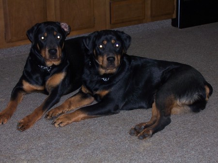 My puppies, now 3 yo, Libby & Retter