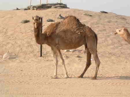 smiling camel