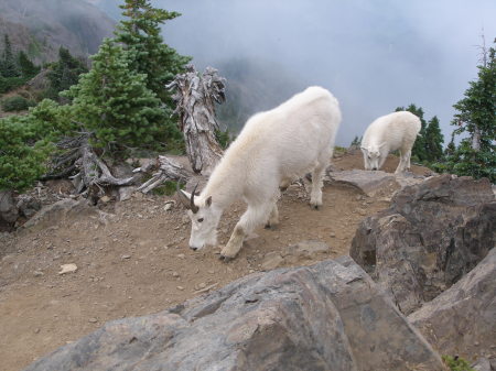 Mt. Ellinor Mountain Goats