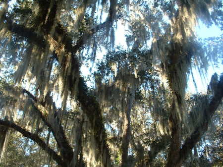 Tree's on my street in Florida