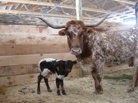 Longhorn cow & calf