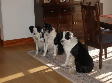 My 3 dogs