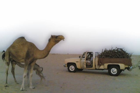 The Camel  - KSA