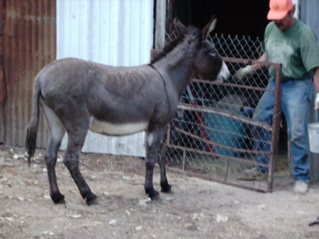 Gary feeding one of the Jenny donkeys