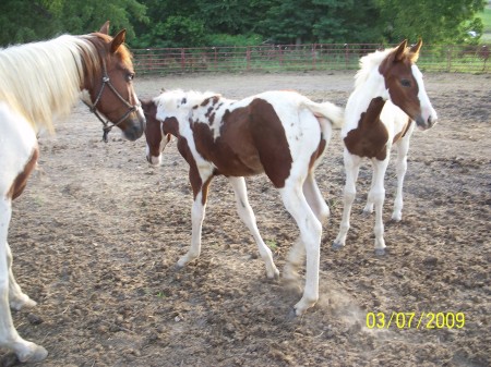 3 of our 16 horses