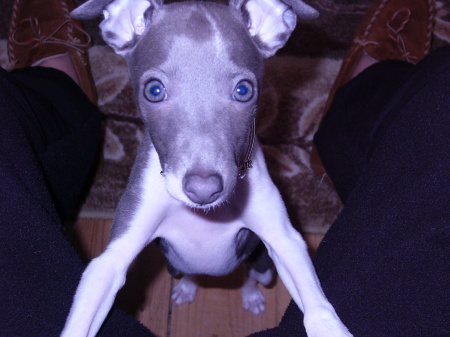 "Lucy" our Italian Greyhound puppy