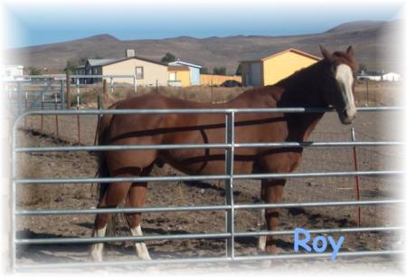 My Horse Roy