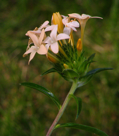 Collomia