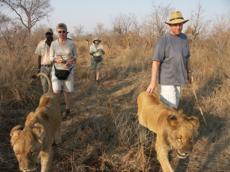 Walking with lions