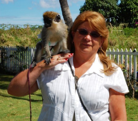 Green monkeys on St Kitts