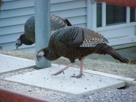 Surprise......Turkeys!