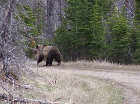 Grizzly siteing while ATVing