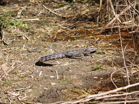 A young Alligator