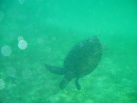 Sea Turtles in Mexico