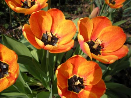 My favorite shot of tulips.