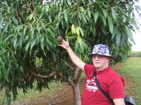 Picking Papaya