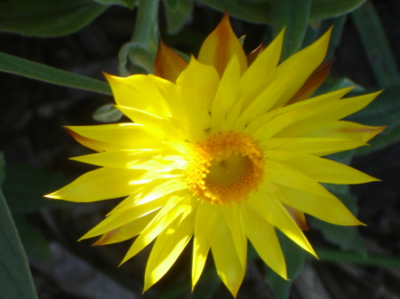 Flower from Golden Gate Park SF