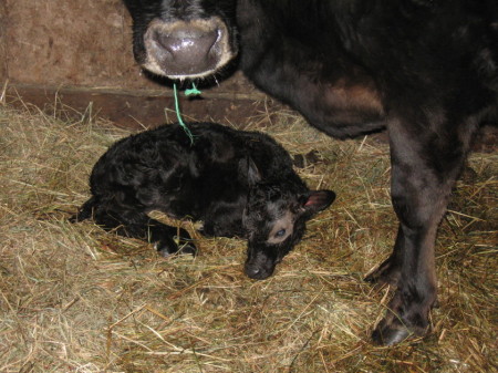 Jersey Calf