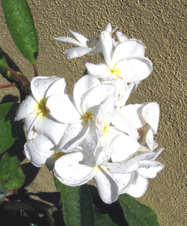 Plumeria