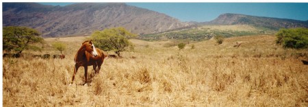 kaupo horse