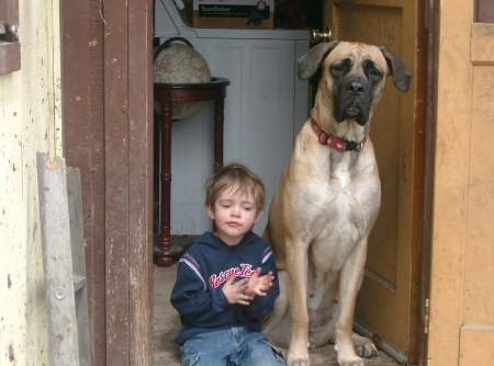 our son scotty and mandy an english mastiff