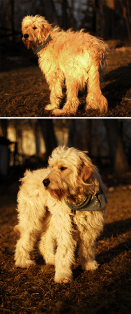 my gracie (goldendoodle 1 yr. old)
