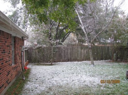 Marsha Hampton's album, Houston  Record setting  snow