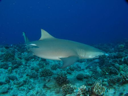 Lemon shark