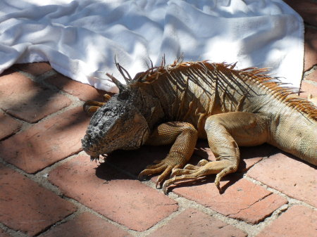 Iguana